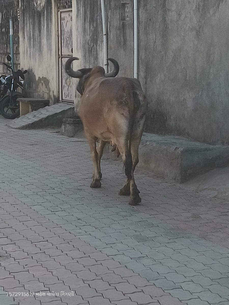 ગાય વેચવાની છે