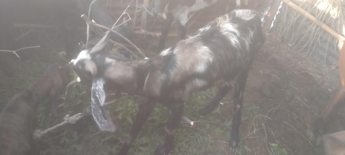 થંબનેલ 3