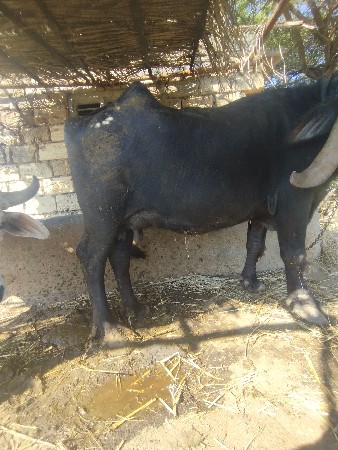 લખમણભાઇ