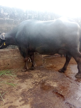 थंबनेल 3