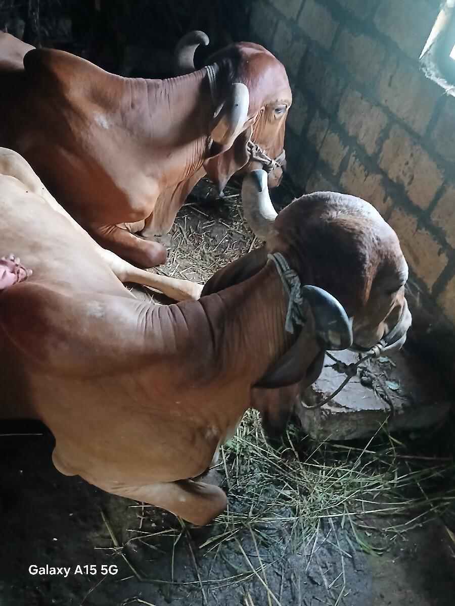 थंबनेल 3