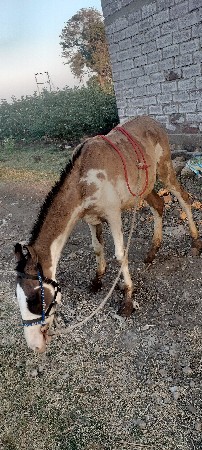 થંબનેલ 2