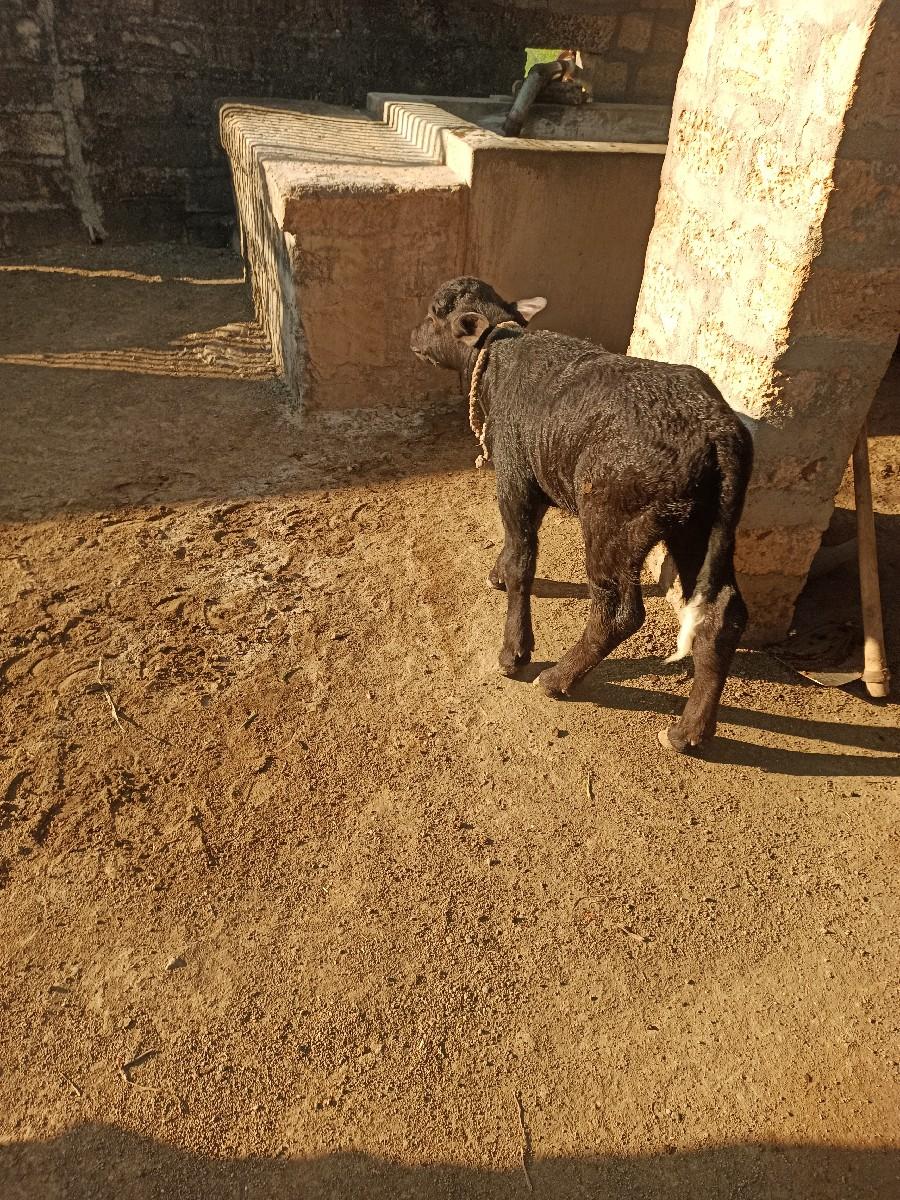 थंबनेल 2