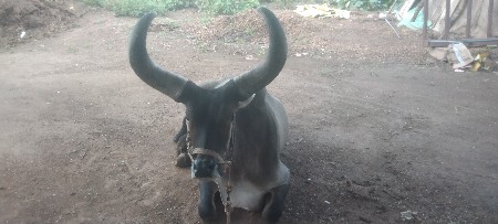 બળદ વેચવાના‌છે