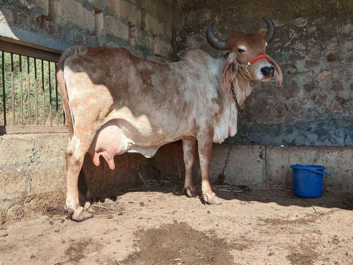 વેચવાની છે