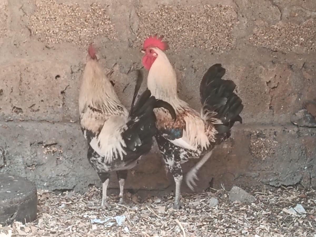 थंबनेल 3