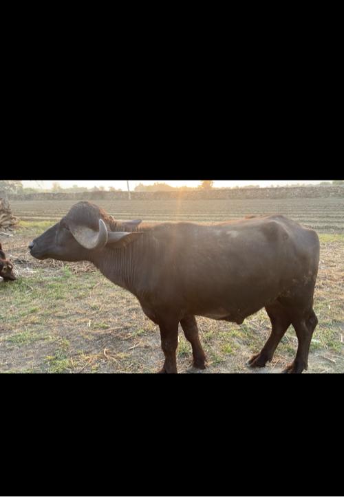 જાફરાબાદી પાડો વેચવાનો છે