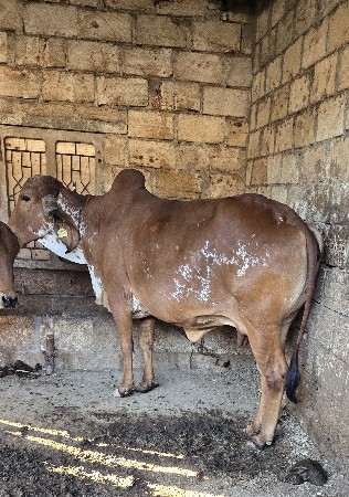 થંબનેલ 3