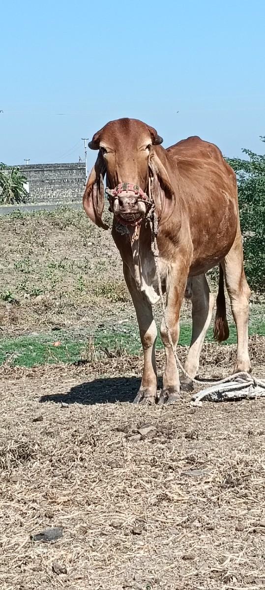 થંબનેલ 3