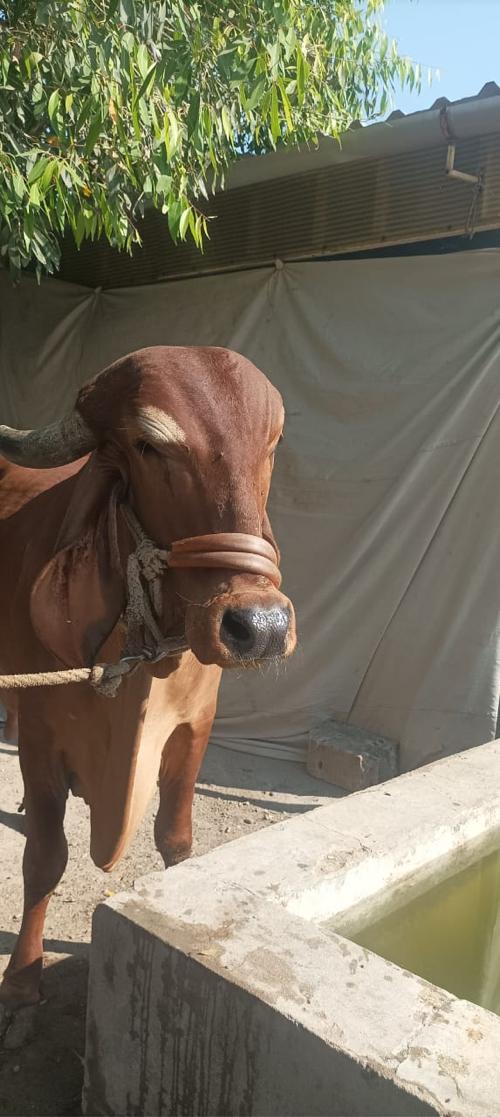 ગીર ગાય વેચવાની છે