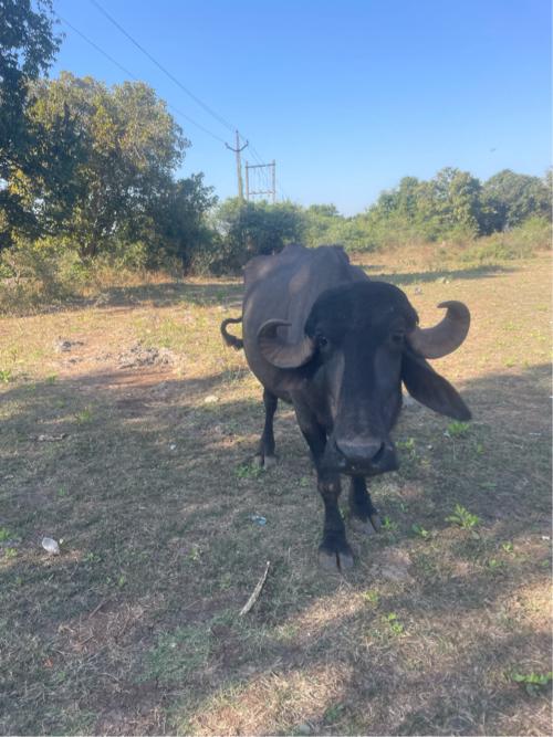 थंबनेल 2