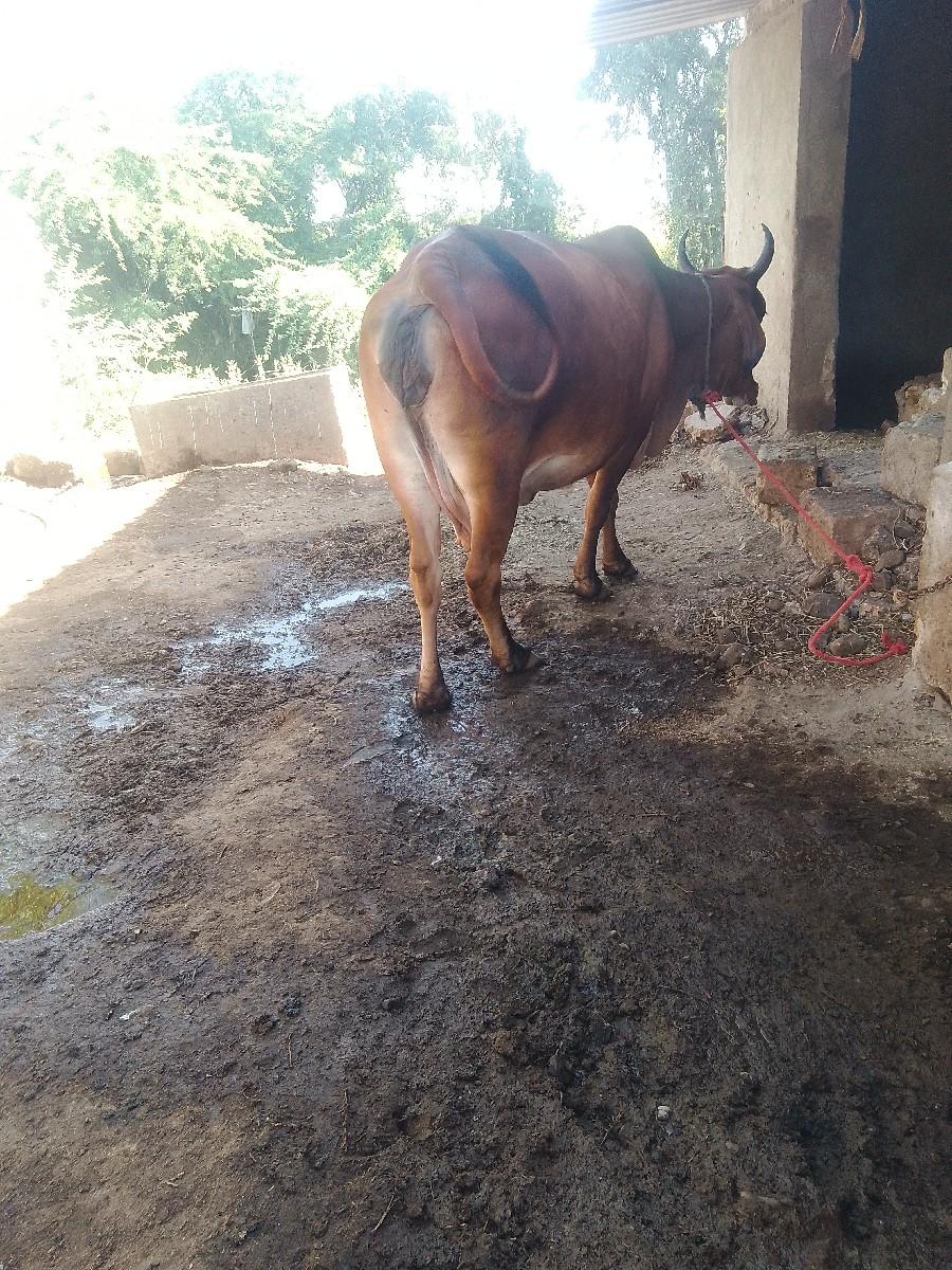 જરસીગાયવેશવાનીછે