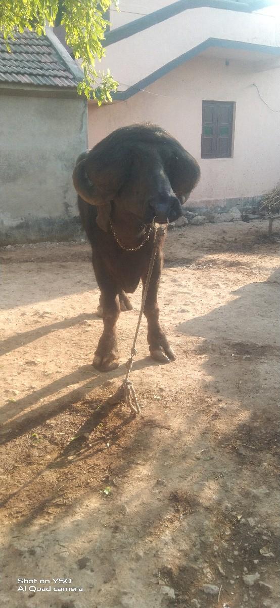 થંબનેલ 3