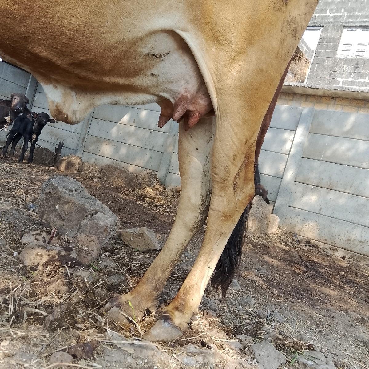 થંબનેલ 2