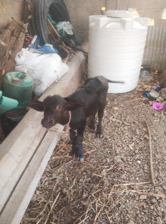 ભેંશ વેચવા ની