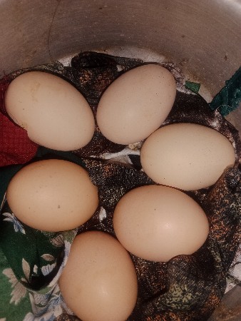 બ્રમાં અને અસીલ ના ઇડા