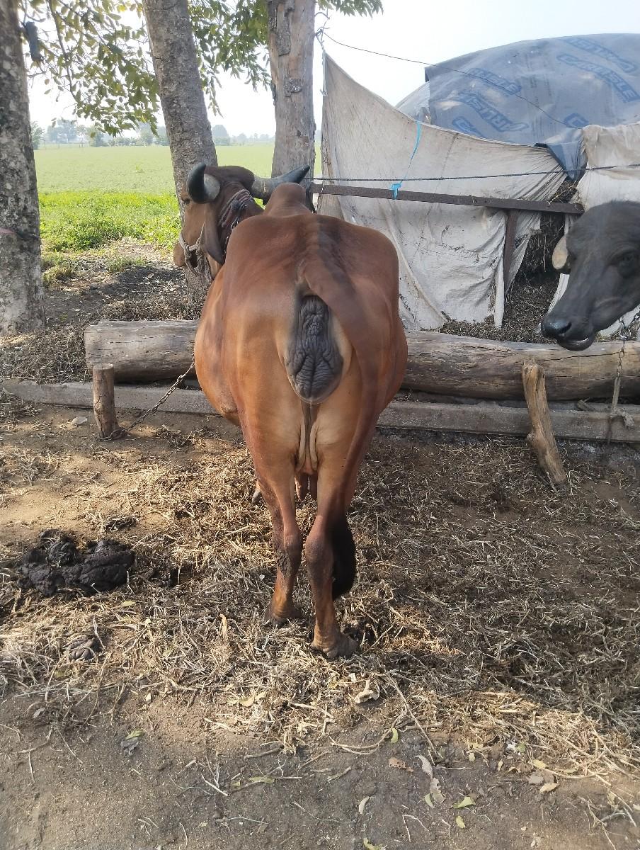 ગાય વેચવાની છે