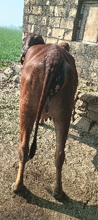 પેલું વેતર વ્યાસે વી  દિવસની કાશી