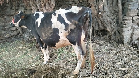 ગાય વેચવાની છે