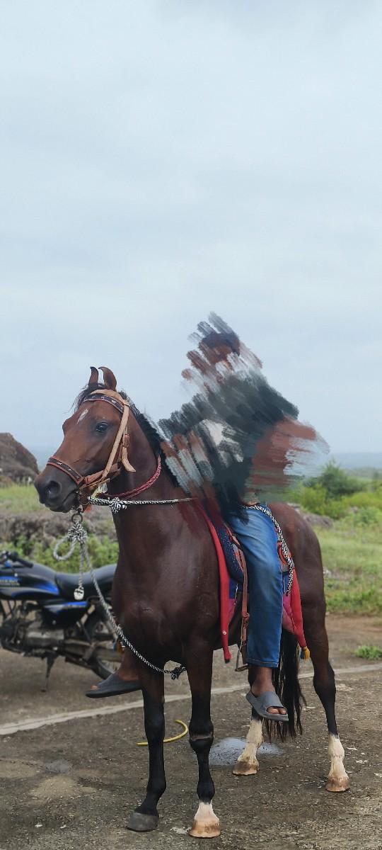ઘોડો વેચવાનો છે