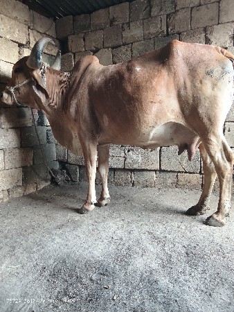 થંબનેલ 3