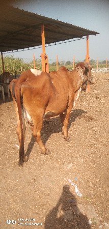 ગાય વેચવાની છે