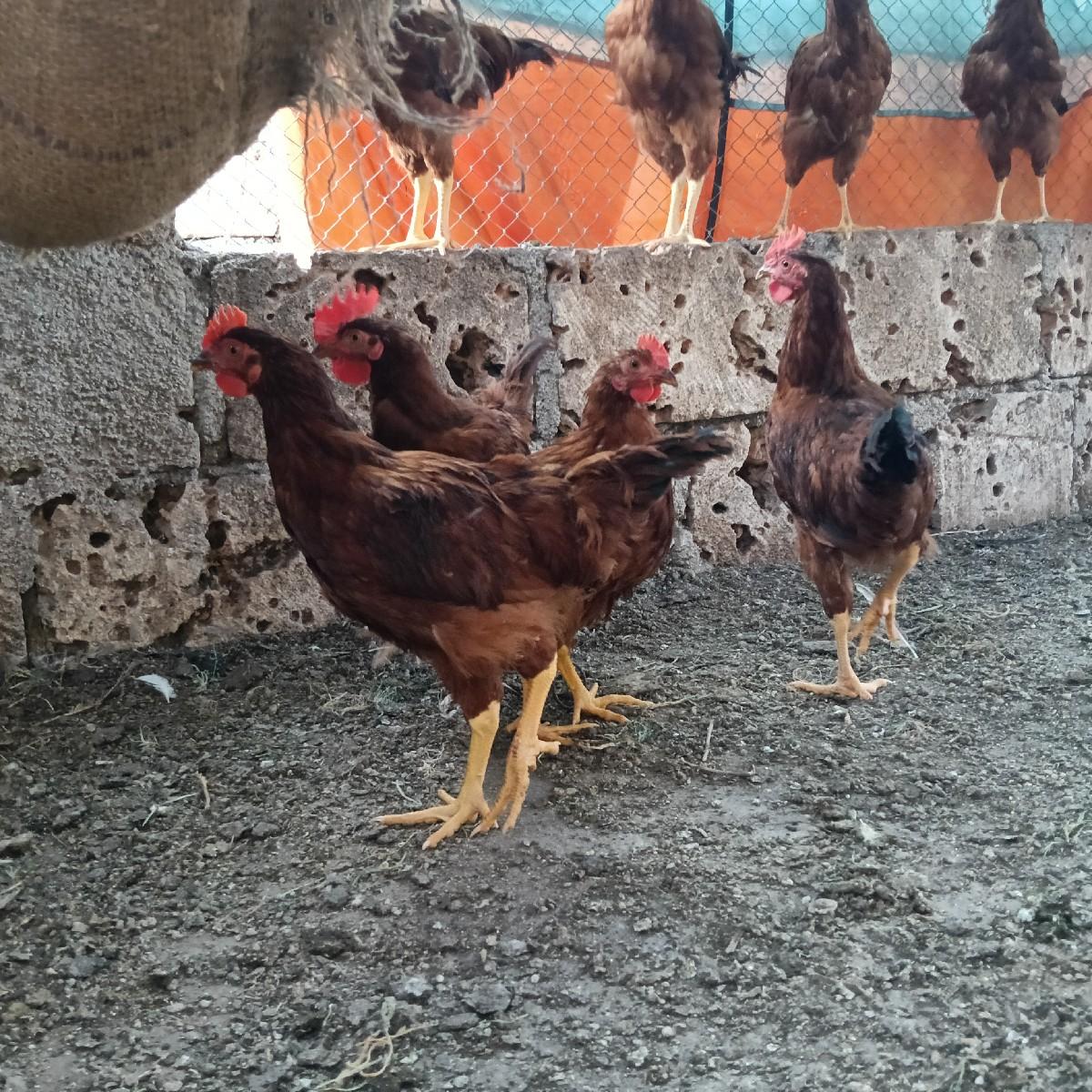 થંબનેલ 3