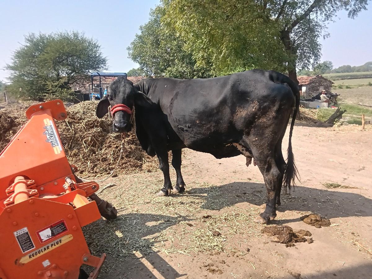 જર્સી.ગાય.3.જી.વેતર.