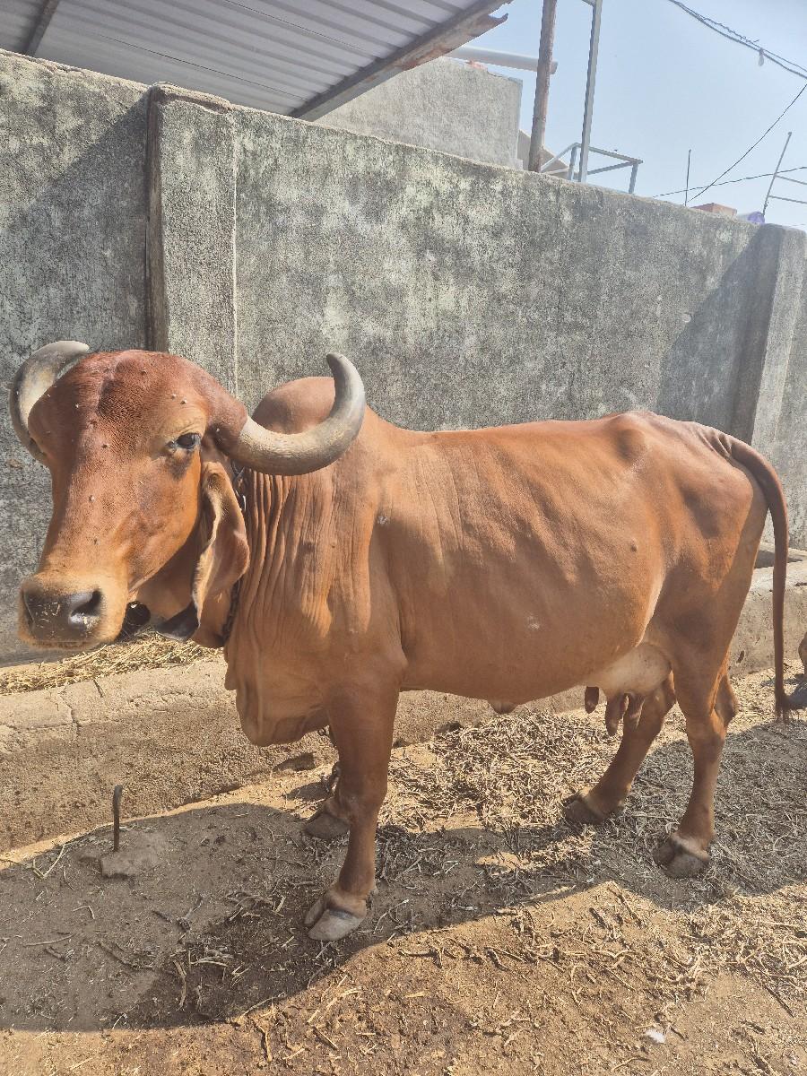 થંબનેલ 3