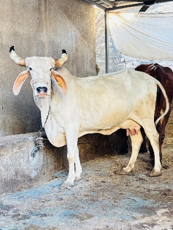 થંબનેલ 4