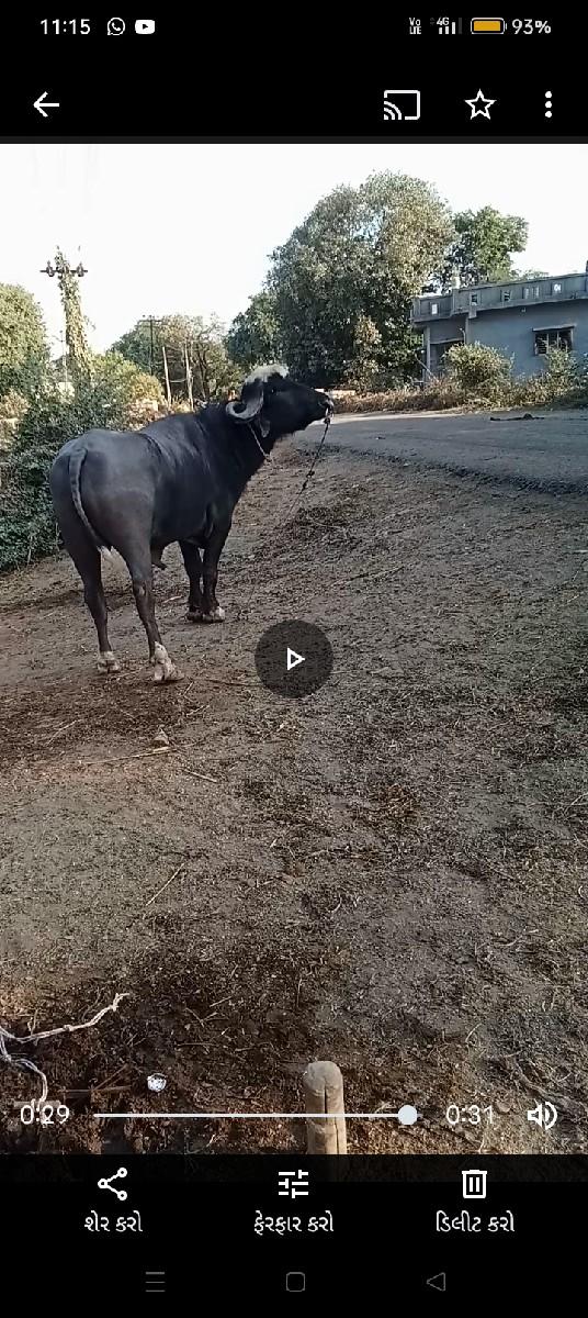 પાડો વેચવાનો છે