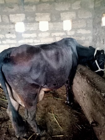 ગાય વેચવાની છે