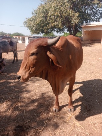 ગાય વેચવાની છે
