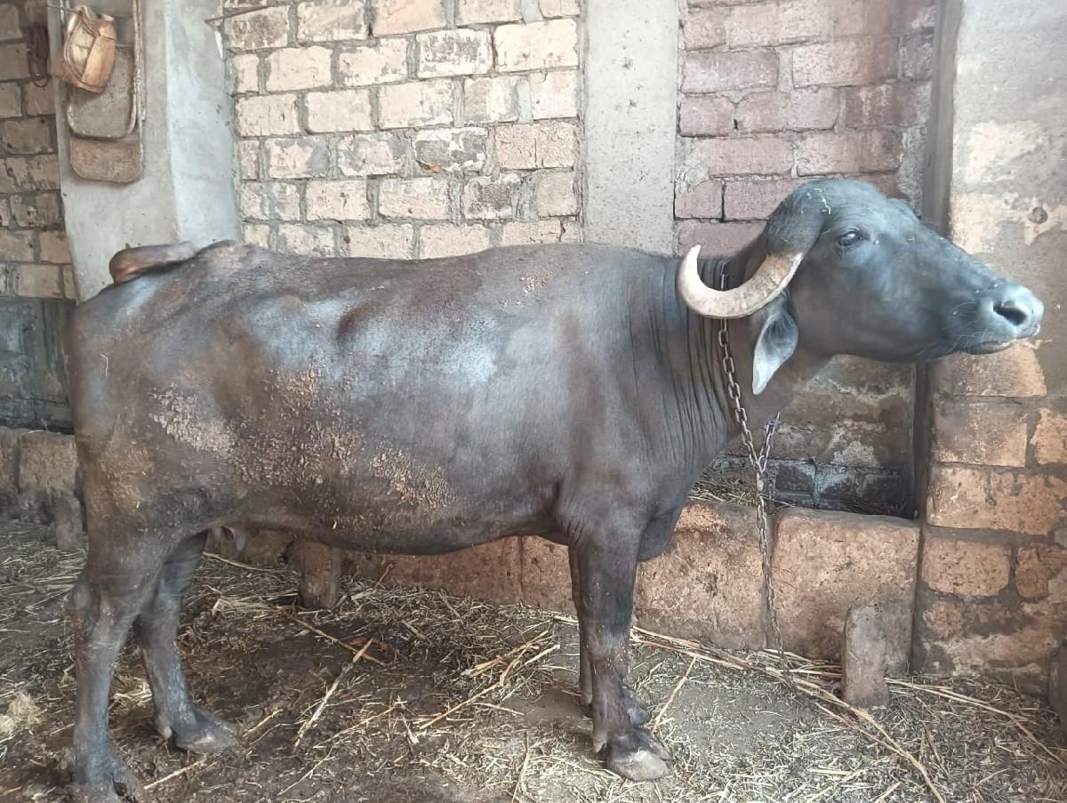 થંબનેલ 2