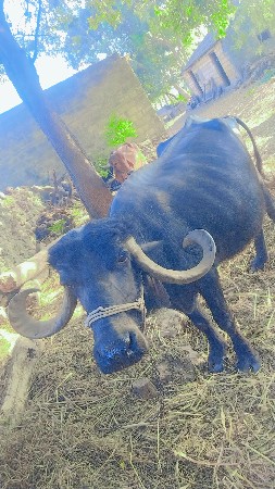 ભેંસ વેચવાની છે