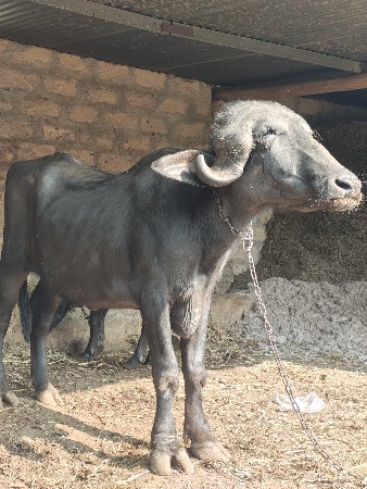 ખડાય વેચવા ની છે