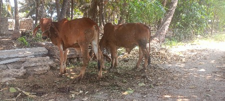ગોઢલા વેચવાના છે