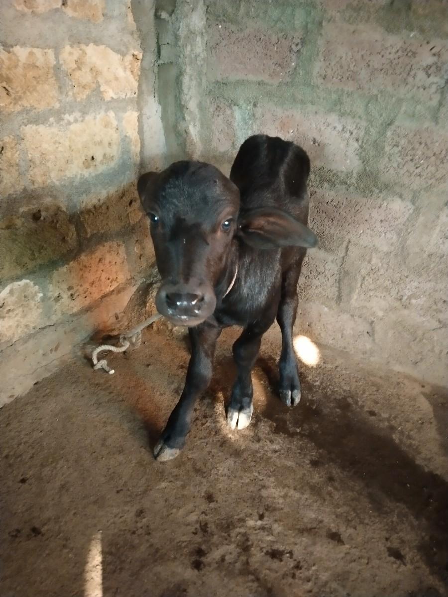 ખણેલી વેચવાની છે