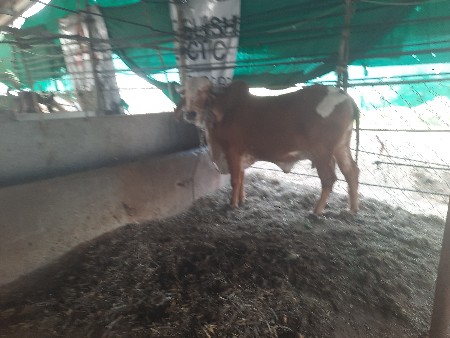 थंबनेल 3