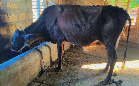 थंबनेल 2