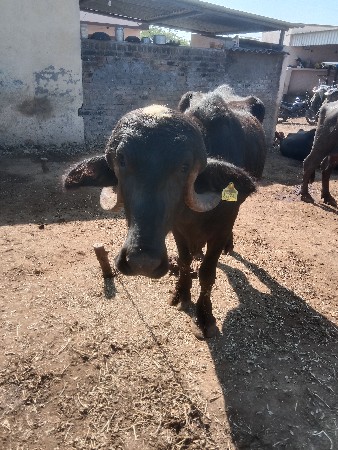 વેચવાની