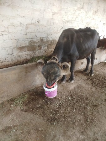 થંબનેલ 2