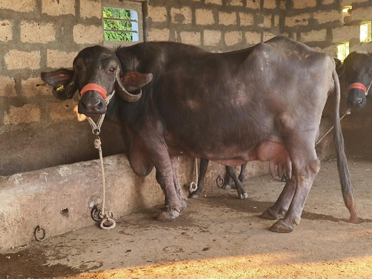 थंबनेल 4