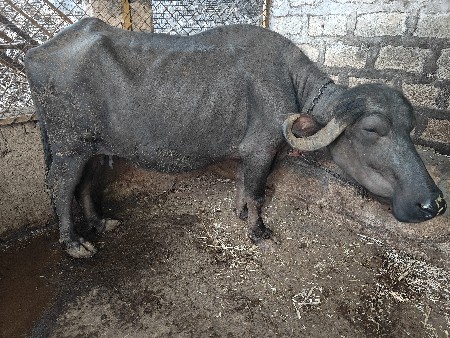 ભેંસ વેચવાની છે