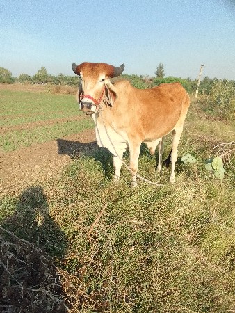 ગોઢલો વેચવા નો છે.