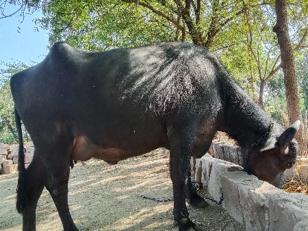 થંબનેલ 2