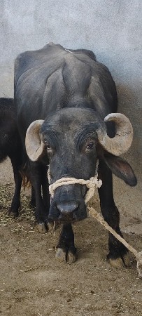 પેલુ વેતર