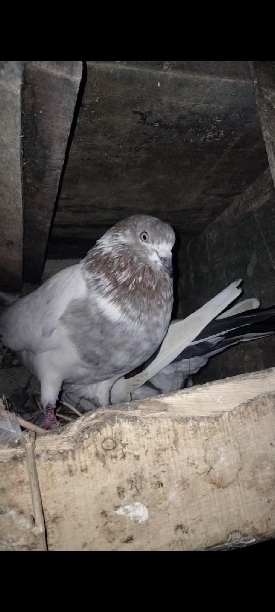 થંબનેલ 3