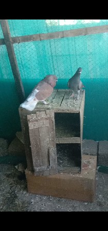 પારેખ.સોયબ.