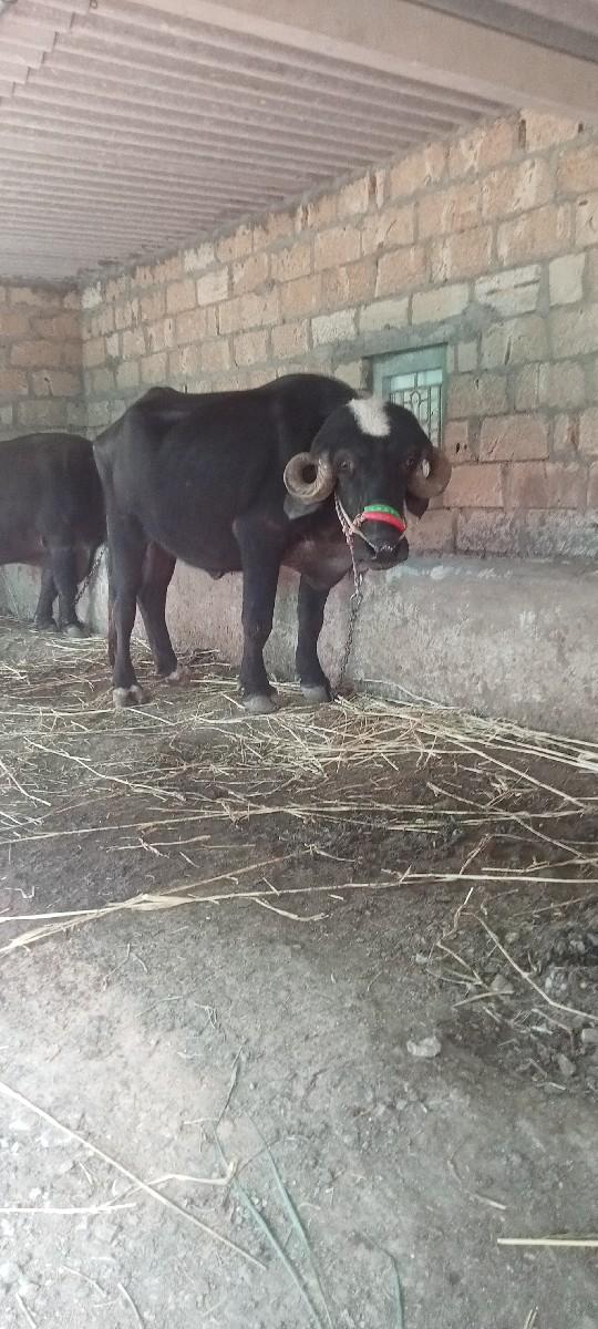 ખડેલી 4 વરસ ની છે